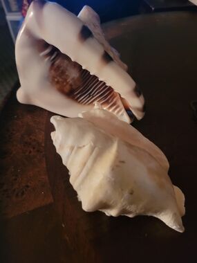 Large Decorative Sea Conch Shells - Cream & Brown